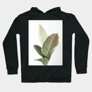 Ficus Tineke Hoodie